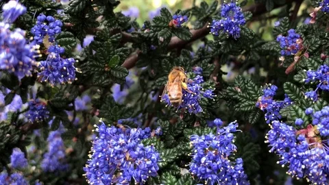 03 16 18 4K HD video Bee collecting Pollen 01 Stock Footage 90768499