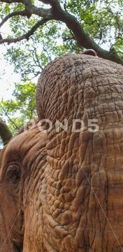 03 African Elephant close encounter sanctuary trunk texture Stock Photos