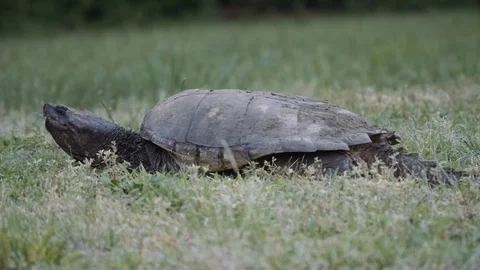 03 Snapping Turtle - Pre-colored - 4K 60P 스톡 동영상 90622655