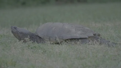03 Snapping Turtle - Uncolored V-Log - 4K 60P 스톡 동영상 90622881
