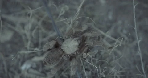 03 Tarantula CU Stock Footage 219964783