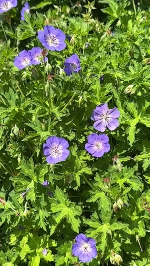 030 Subtle Violet Nod Video stock 325987457