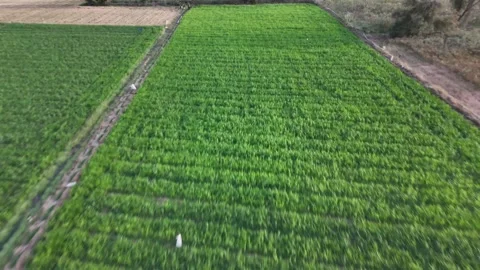 03.04.2024: Aerial view of patchwork green farmland in rural Gujarat India Vídeo Stock 336278016