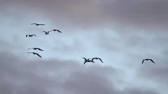 Birds travel in Denmark