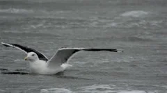 Seagulls at stormy weather in Denmark slowmotion