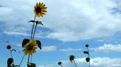 Blooming sunflowers on a windy cloudy day with clouds and blue sky