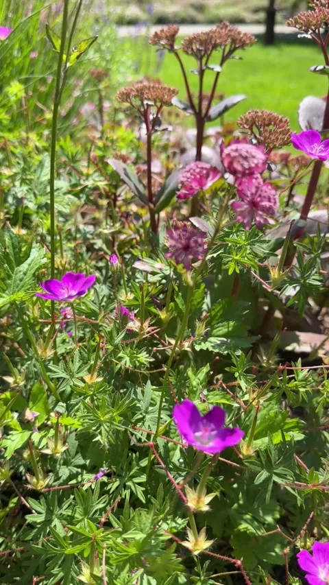 031 Deep Wild Indigo Video stock 325987458