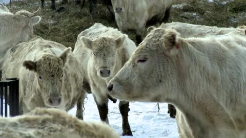 031 Young white cows walk outside on a rural ranch in winter. Stock Footage 167640574