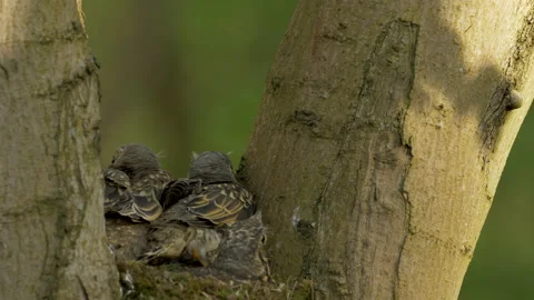 0310E Mistle thrush 4 Turdus viscivorus fledelings preparing to leave Video stock 148515412