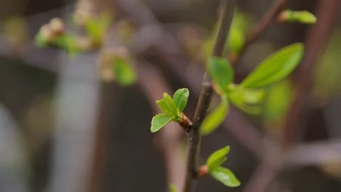 0311 Uliyanovsk Spring2016 Stock Footage 72972598
