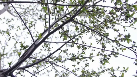 0313 Uliyanovsk Spring2016 Stock Footage 72972675