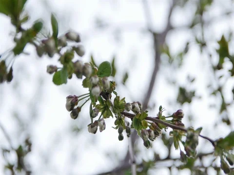 0314 Uliyanovsk Spring2016 Stock Footage 72972663