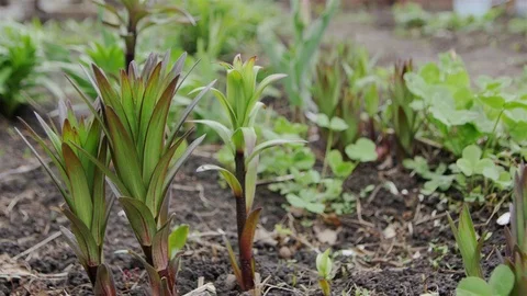 0318 Uliyanovsk Spring2016 Stock Footage 72972829