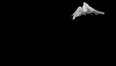 White bird flapping on black background, Slow Motion