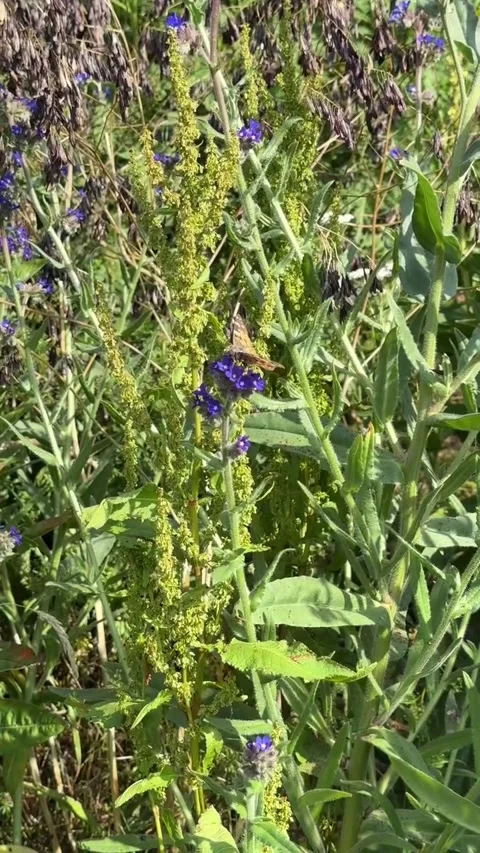 032 Forest Edge Motion Video stock 325987459