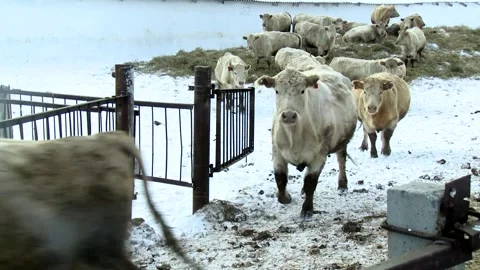 032 Young white cows walk outside on a rural ranch in winter. Stock Footage 167640655