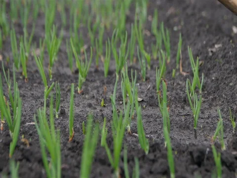 0322 Uliyanovsk Spring2016 Stock Footage 72972959