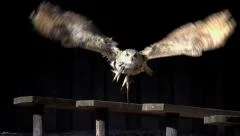 owl flying away. bird. slow motion. animals
