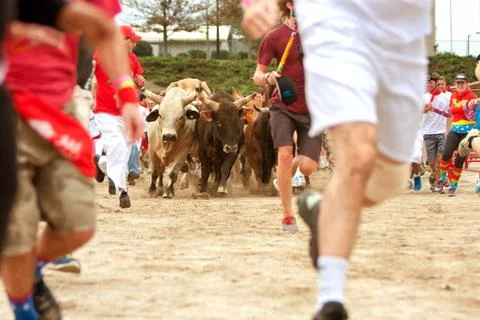 conyers,  ga,  usa  -  october  19,  2013:    several  people  run  alongside  stampeding  bulls  at  the  great  bull  run  at  the  georgia  international  horse  park. xkwx action,  adrenaline  rush,  adventure,  adventurous,  animal  rights,  bandana,  bulls,  crazy,  dangerous,  dirt,  excitement,  exciting,  exhilarating,  exhilaration,  extreme  sports,  falling,  fear,  group,  hooves,  horns,  laughing,  metal,  nervous,  panic,  panic  attack,  red,  risky,  running,  running  of  the  bulls,  safety,  shocking,  shorts,  smiling,  sneakers,  sprinting,  stampeding,  steers,  stumbling,  terrifying,  terror,  thrilling,  thrillseeker,  trample,  trampled,  unique,  white