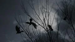 Scary Crows Flying in Gloomy Forest HD