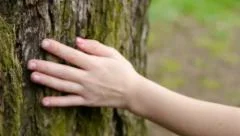Little Girl Hand Touches Tree