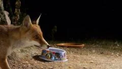red fox steals dog food at night