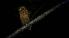 A Buffy Fish Owl calls at night in the jungles of Borneo.