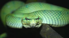 Venomous Wagler's Green Tree Pit Viper flicks tongue in Borneo jungle.