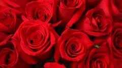 Closeup of Valentines Day red roses