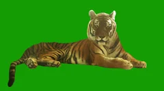Tired tiger lying on green screen.