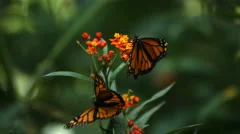 Monarch Butterfly, slow motion