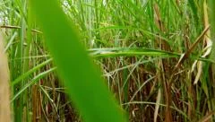Walking through a field of Sugarcane