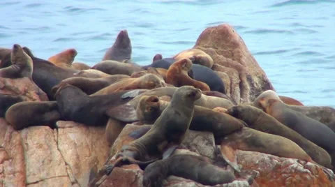 0328 The Sea Wolves Stock Footage 35367491