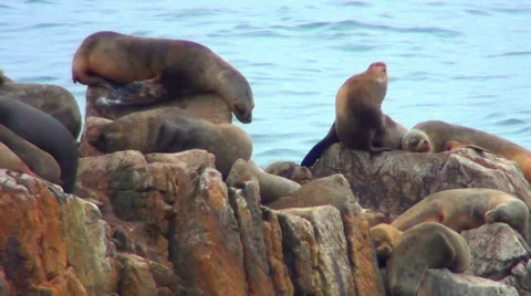 0329 The Sea Wolves Stock Footage 35367536
