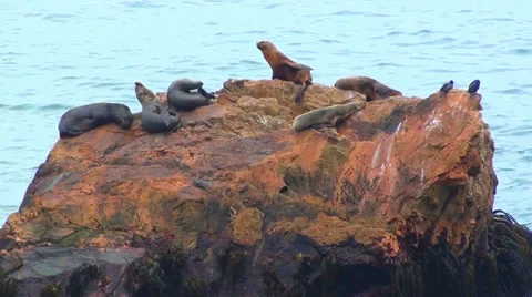 0330 Sea Wolves Stock Footage 35391614