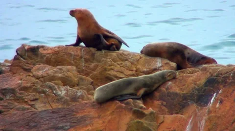 0331 The Sea Wolves over the rocks Stock Footage 35397926