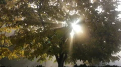 Sun light passing through mist and tree
