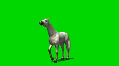 white horse in motion - animal green screen footage