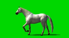 white horse trab - animal green screen footage