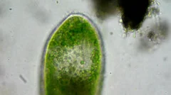 live one-selled infusoria under microscope