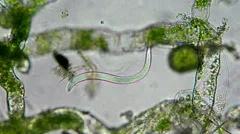 seaweed (alga) and nematode under microscope