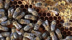 Bees swarming on a honeycomb