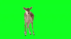 Deer on green screen.