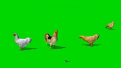 chicken with rooster and a sparrow - seperated on green screen
