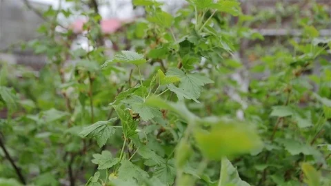 0339 Uliyanovsk Spring2016 Stock Footage 72974170