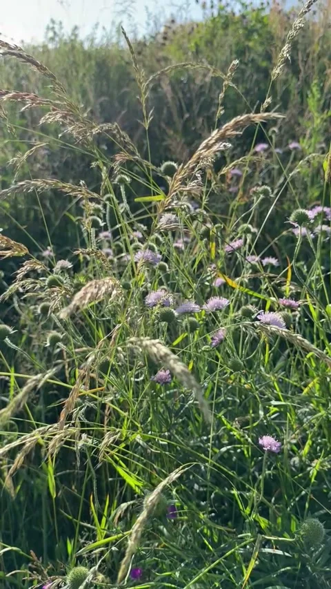 034 Mystic Grass Motion Video stock 329178082