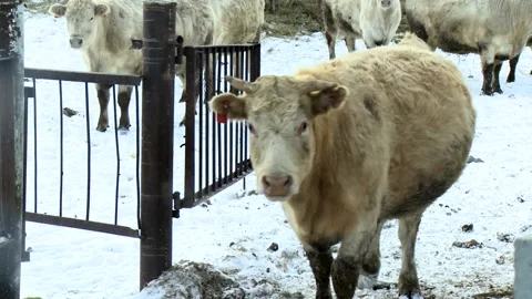 034 Young white cows walk outside on a rural ranch in winter. Stock Footage 167640713