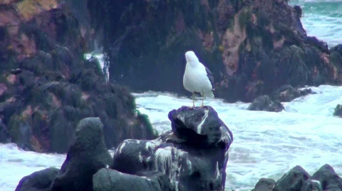0340 Seagull on the rocks Stock Footage 35401504