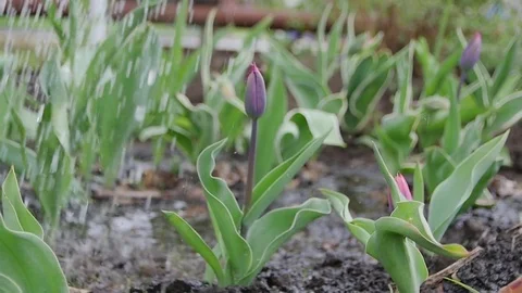0340 Uliyanovsk Spring2016 Stock Footage 72974218