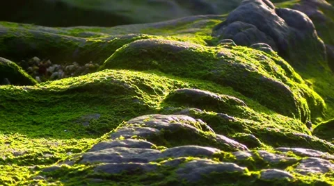 0341 Moss on rocks Stock Footage 35441565